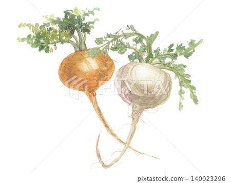 Two maca paintings in watercolor. Two maca paintings in watercolor. 140023296