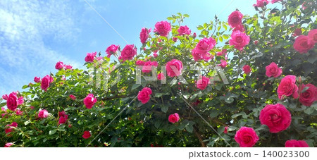 Roses against a blue sky Roses against a blue sky 140023300