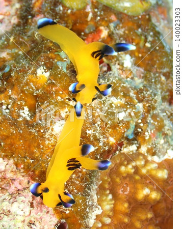 一群海蛞蝓(Hypselodoris festiva) 一群海蛞蝓(Hypselodoris festiva) 140023303