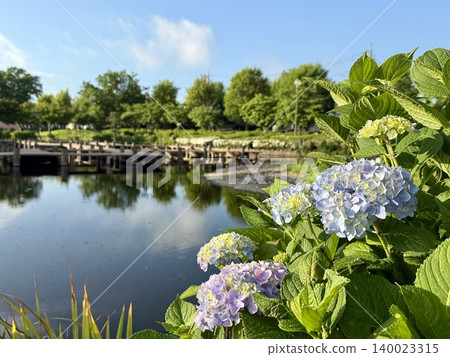 Hydrangeas in full bloom on a refreshing early summer morning, and a view of the waterside. Hydrangeas in full bloom on a refreshing early summer morning, and a view of the waterside. 140023315