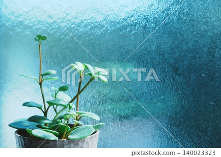 窗邊的盆栽植物-自然室內裝飾的背景元素。 窗邊的盆栽植物-自然室內裝飾的背景元素。 140023323