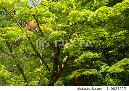 Beautiful fresh green leaves: green and red maple leaves in Akita City Beautiful fresh green leaves: green and red maple leaves in Akita City 140023325