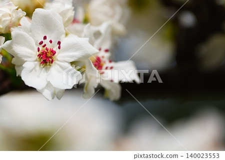 春意盎然，白花爛漫，木瓜花嬌嫩欲滴。 140023553