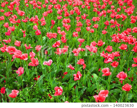 東京足立區都市農業公園鬱金香花田的美景（攝於2026年） 140023630