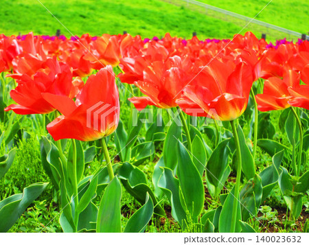 A beautiful view of the tulip fields at Urban Agricultural Park (Adachi Ward, Tokyo) (photographed in 2026) A beautiful view of the tulip fields at Urban Agricultural Park (Adachi Ward, Tokyo) (photographed in 2026) 140023632