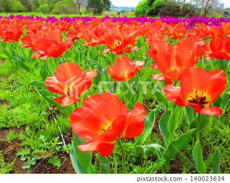 東京足立區都市農業公園鬱金香花田的美景（攝於2026年） 140023634