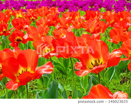 東京足立區都市農業公園鬱金香花田的美景（攝於2026年） 140023635