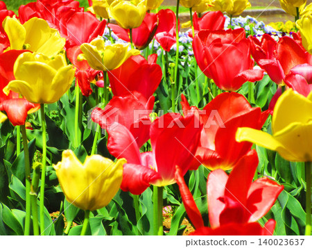 A beautiful view of the tulip fields at Urban Agricultural Park (Adachi Ward, Tokyo) (photographed in 2026) A beautiful view of the tulip fields at Urban Agricultural Park (Adachi Ward, Tokyo) (photographed in 2026) 140023637