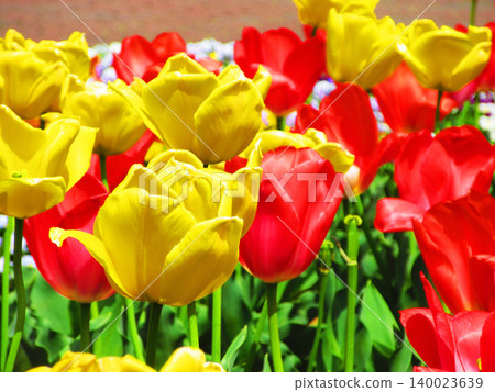 A beautiful view of the tulip fields at Urban Agricultural Park (Adachi Ward, Tokyo) (photographed in 2026) A beautiful view of the tulip fields at Urban Agricultural Park (Adachi Ward, Tokyo) (photographed in 2026) 140023639