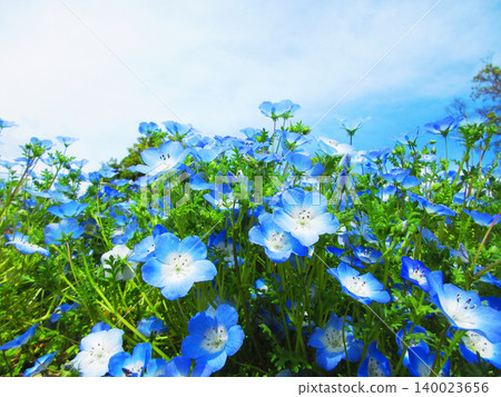 Nemophila insignis blue flower landscape (Toneri Metropolitan Toneri Park, Adachi Ward, Tokyo) Nemophila insignis blue flower landscape (Toneri Metropolitan Toneri Park, Adachi Ward, Tokyo) 140023656