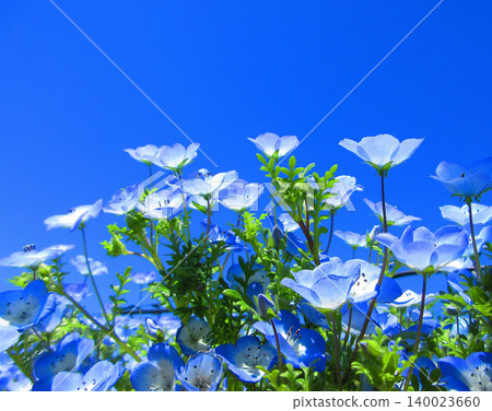 Nemophila insignis blue flower landscape (Toneri Metropolitan Toneri Park, Adachi Ward, Tokyo) Nemophila insignis blue flower landscape (Toneri Metropolitan Toneri Park, Adachi Ward, Tokyo) 140023660