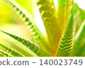 窗邊一株十二卷屬植物的特寫 140023749