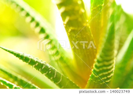 窗邊一株十二卷屬植物的特寫 窗邊一株十二卷屬植物的特寫 140023749