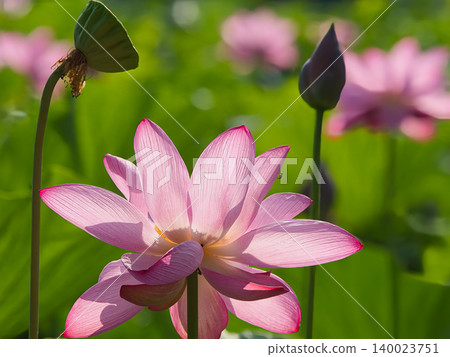 陽光下的蓮花晶瑩剔透 陽光下的蓮花晶瑩剔透 140023751