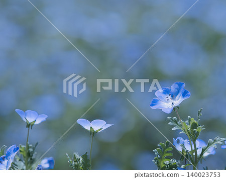 陽光下的粉蝶花 陽光下的粉蝶花 140023753
