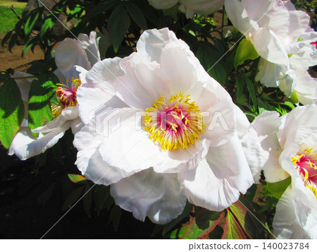 A beautiful scene of peony flowers in bloom at Kawaguchi Municipal Green Center in Kawaguchi City, Saitama Prefecture. A beautiful scene of peony flowers in bloom at Kawaguchi Municipal Green Center in Kawaguchi City, Saitama Prefecture. 140023784