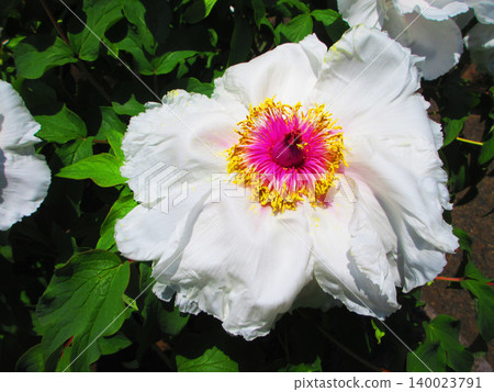 A beautiful scene of peony flowers in bloom at Kawaguchi Municipal Green Center in Kawaguchi City, Saitama Prefecture. 140023791