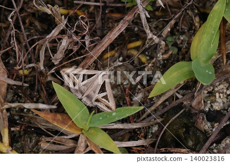Living creatures, insects: Triangular-leaved moth (Triangular-leaved Moth), found in the grassy areas of a forest on Okinawa Island. The triangular pattern appears to be camouflage, blending in with the fallen leaves. Living creatures, insects: Triangular-leaved moth (Triangular-leaved Moth), found in the grassy areas of a forest on Okinawa Island. The triangular pattern appears to be camouflage, blending in with the fallen leaves. 140023816
