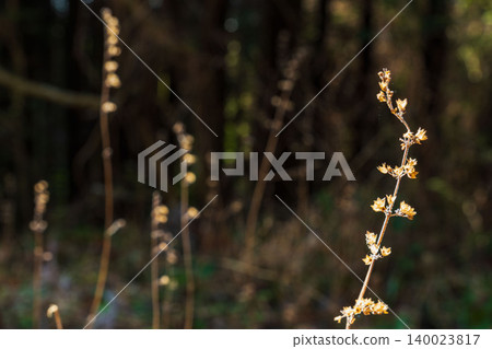 Winter fields and mountains: Close-ups of withered wildflowers shining in the light 05 140023817