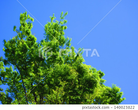 A beautiful landscape of lush green trees and a blue sky. A beautiful landscape of lush green trees and a blue sky. 140023822