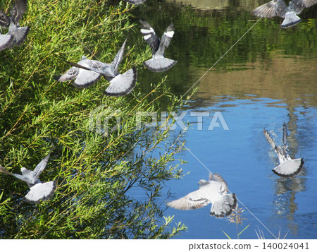 A scene of many rock doves (feral pigeons) gathered together (a scene of them flying around). A scene of many rock doves (feral pigeons) gathered together (a scene of them flying around). 140024041