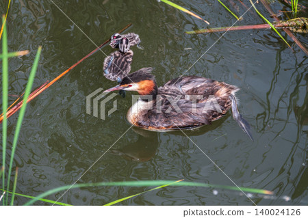 The waterfowl bird, great crested grebe with chick, swimming in the lake. The waterfowl bird, great crested grebe with chick, swimming in the lake. 140024126