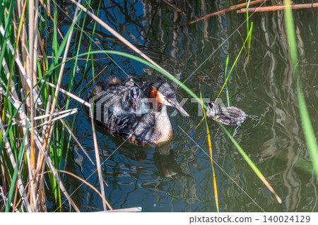 The water bird Great crested Grebe, Podiceps cristatus, swimming in the lake, and its cute babies riding on its back The water bird Great crested Grebe, Podiceps cristatus, swimming in the lake, and its cute babies riding on its back 140024129