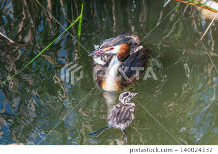 The water bird Great crested Grebe, Podiceps cristatus, swimming in the lake, and its cute babies riding on its back The water bird Great crested Grebe, Podiceps cristatus, swimming in the lake, and its cute babies riding on its back 140024132