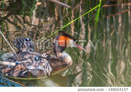 The water bird Great crested Grebe, Podiceps cristatus, swimming in the lake, and its cute babies riding on its back The water bird Great crested Grebe, Podiceps cristatus, swimming in the lake, and its cute babies riding on its back 140024137