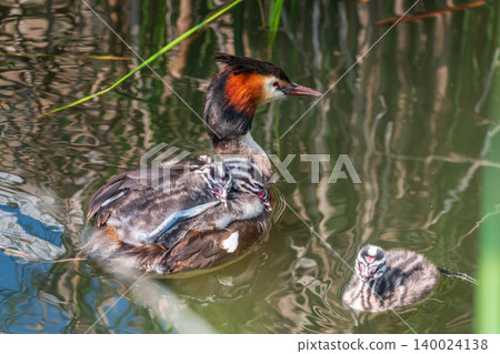 The water bird Great crested Grebe, Podiceps cristatus, swimming in the lake, and its cute babies riding on its back 140024138