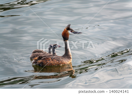 The waterfowl bird, great crested grebe with chick, swimming in the lake. 140024141