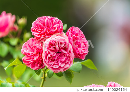 Close-up of a pink rose on green background Close-up of a pink rose on green background 140024164