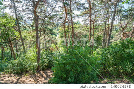 Sunlit pine forest with tall straight tree trunks and scattered undergrowth. Outdoor forest photography. Sunlit pine forest with tall straight tree trunks and scattered undergrowth. Outdoor forest photography. 140024178