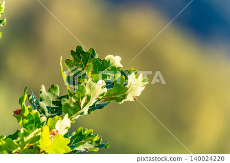 Oak branches with green and yellow leaves in autumn park. Oak branches with green and yellow leaves in autumn park. 140024220