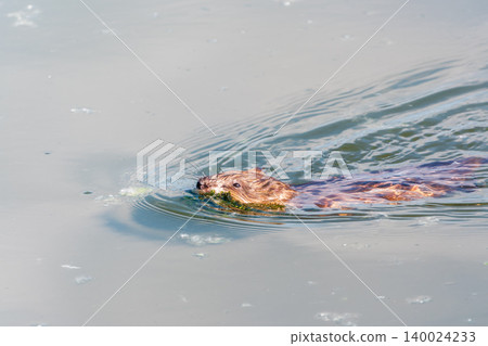 Muskrat, Ondatra zibethicuseats swiming at the surface of the lake water. Muskrat, Ondatra zibethicuseats swiming at the surface of the lake water. 140024233