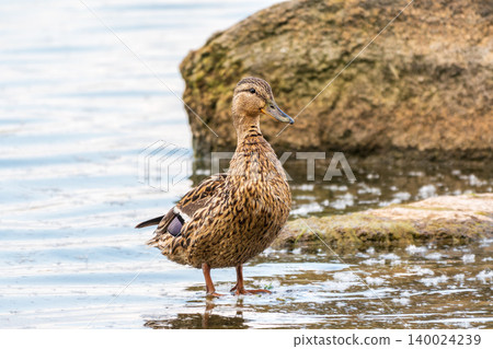 A duck female stands on its paws on the green shore of a pond. A duck female stands on its paws on the green shore of a pond. 140024239