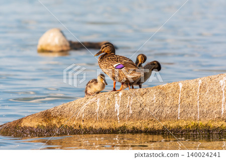 Adult duck with many ducklings sits on green shore of pond Adult duck with many ducklings sits on green shore of pond 140024241