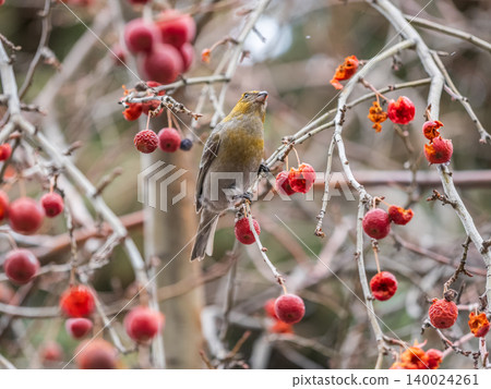 Pine Grosbeak Female Eating Red Berries in Winter Pine Grosbeak Female Eating Red Berries in Winter 140024261