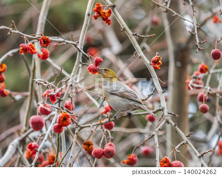 Pine Grosbeak Female Eating Red Berries in Winter Pine Grosbeak Female Eating Red Berries in Winter 140024262