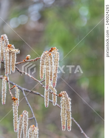 Backlit cluster of female European aspen or Quaking Aspen, Populus tremuloides, catkins, under the soft spring sun 140024265