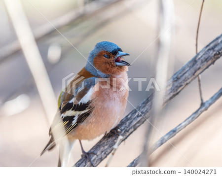Common chaffinch, Fringilla coelebs, sits on a tree. Common chaffinch in wildlife. 140024271