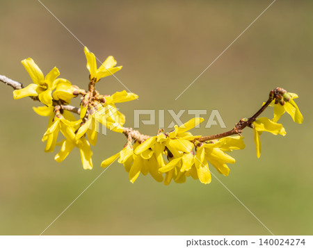 Forsythia. Blooming forsythia bush. Yellow flower on a branch of forsythia. Forsythia. Blooming forsythia bush. Yellow flower on a branch of forsythia. 140024274