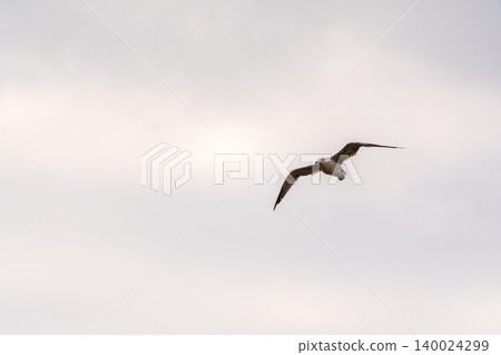 Sea gull in the clear blue sky. Sea gull in the clear blue sky. 140024299