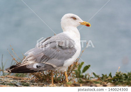 Seagull standing on pebble beach. Side view of a seagull standing on a rocky pebble beach. Seagull standing on pebble beach. Side view of a seagull standing on a rocky pebble beach. 140024300
