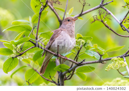 Thrush Nightingale, Luscinia luscinia. A bird sits on a tree branch and sings Thrush Nightingale, Luscinia luscinia. A bird sits on a tree branch and sings 140024302