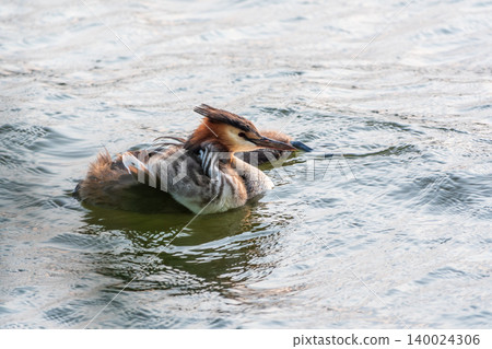 The water bird Great crested Grebe, Podiceps cristatus, swimming in the lake, and its cute babies riding on its back The water bird Great crested Grebe, Podiceps cristatus, swimming in the lake, and its cute babies riding on its back 140024306
