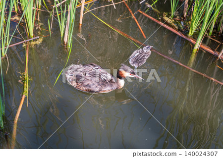 The water bird Great crested Grebe, Podiceps cristatus, swimming in the lake, and its cute babies riding on its back The water bird Great crested Grebe, Podiceps cristatus, swimming in the lake, and its cute babies riding on its back 140024307