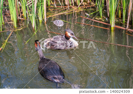 An adult great crested grebe feeds its chick with fish on a summer evening. An adult great crested grebe feeds its chick with fish on a summer evening. 140024309