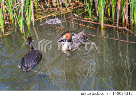 An adult great crested grebe feeds its chick with fish on a summer evening. An adult great crested grebe feeds its chick with fish on a summer evening. 140024312