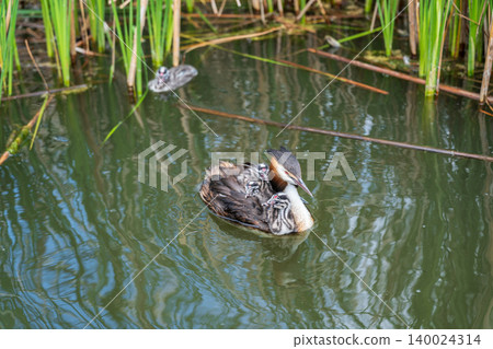 The water bird Great crested Grebe, Podiceps cristatus, swimming in the lake, and its cute babies riding on its back The water bird Great crested Grebe, Podiceps cristatus, swimming in the lake, and its cute babies riding on its back 140024314